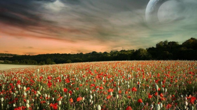 你为什么放弃了wsl？